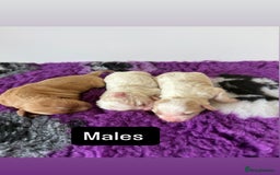 Cavapoo dogs for sale: F1 miniature cavapoos  - Image 3