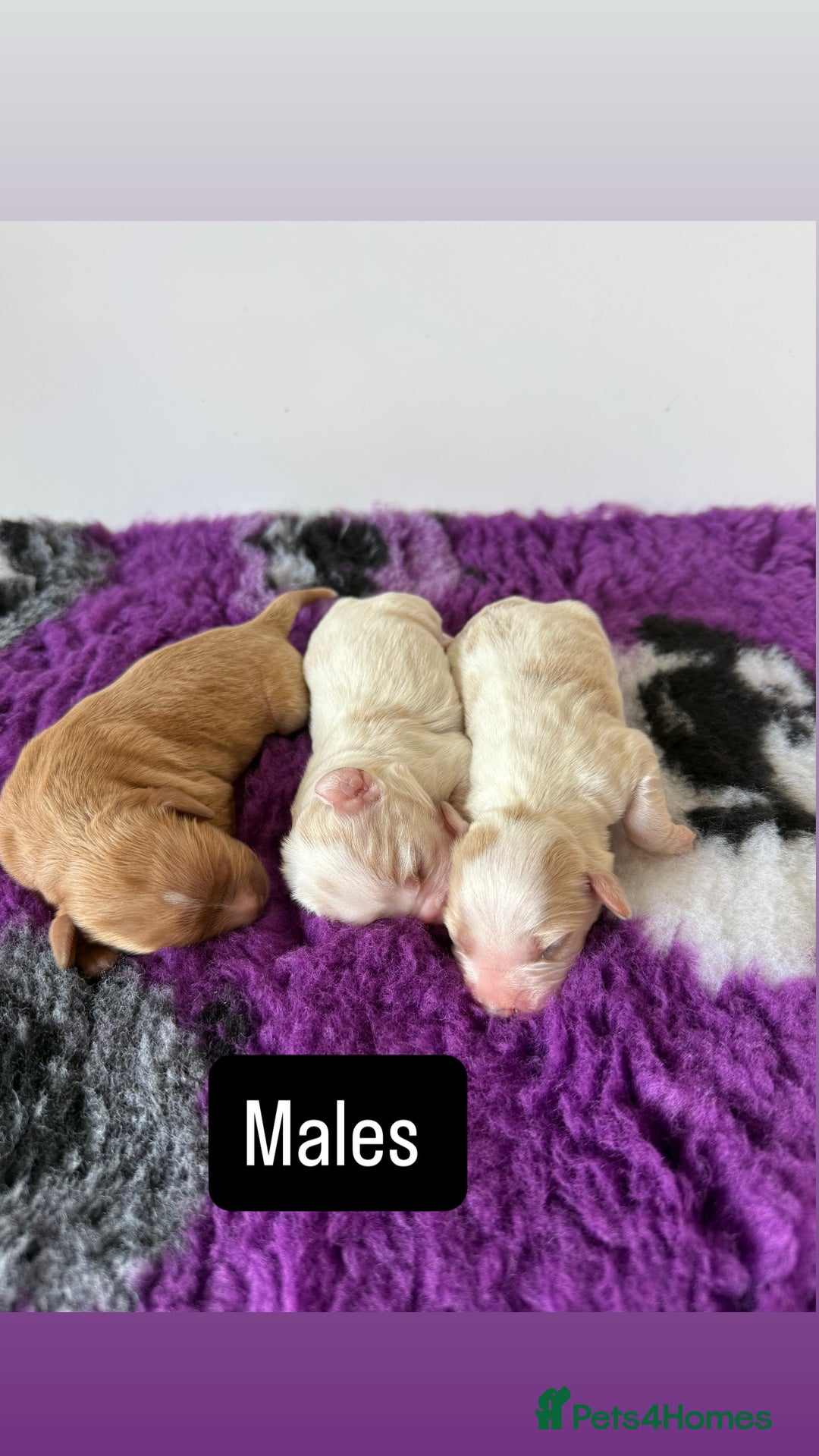 Cavapoo dogs for sale: F1 miniature cavapoos  - Image 3