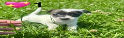 Jack Russell dogs for sale: Beautiful Jack Russell Pups Ready for Forever Home - Advert 3