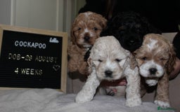 Cockapoo dogs for sale: Unique F1 Cockapoo Puppies - Image 7
