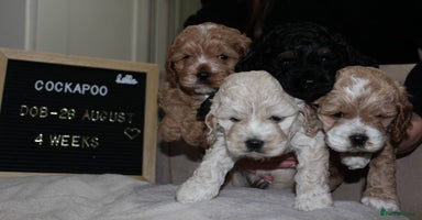Cockapoo dogs - Advert 12
