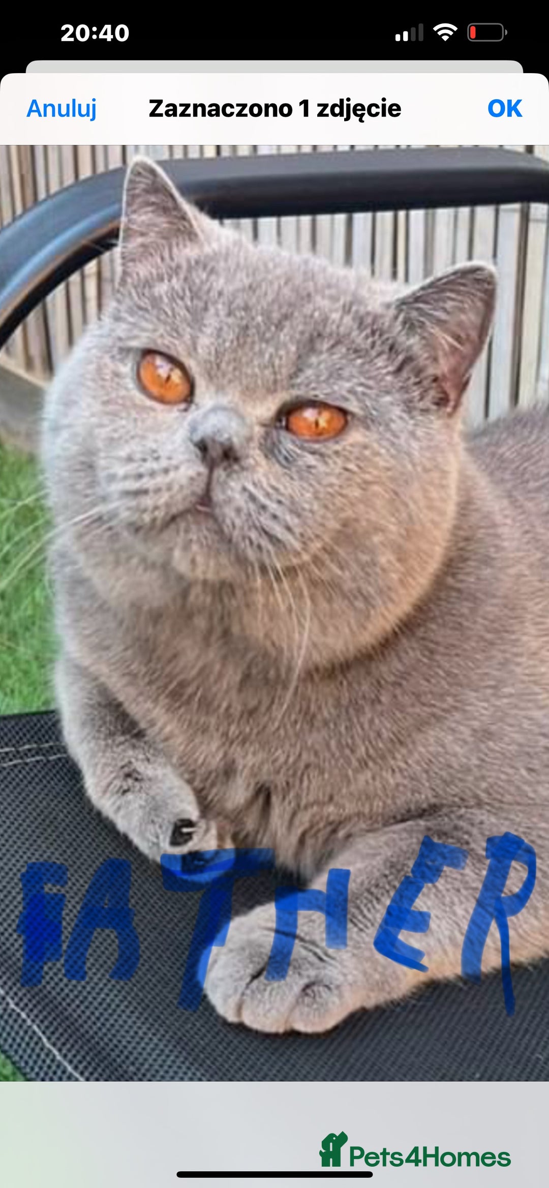 British Shorthair cats for sale: Last 2 stunning kittens BSH ready now - Advert 13