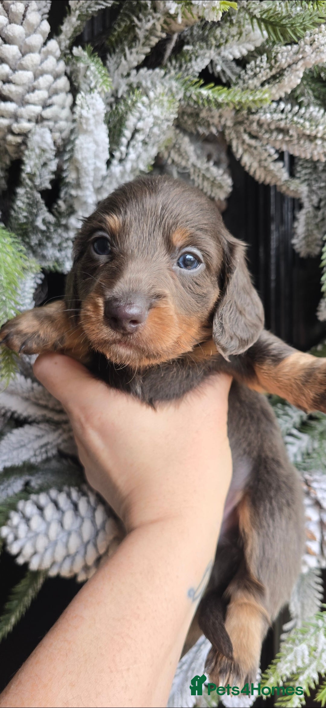 Miniature Dachshund dogs 4 FAB LONGHAIR & 4 Shorthair Minature Dashounds - Advert 8