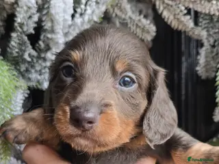 Miniature Dachshund dogs 4 FAB LONGHAIR & 4 Shorthair Minature Dashounds - Advert 8