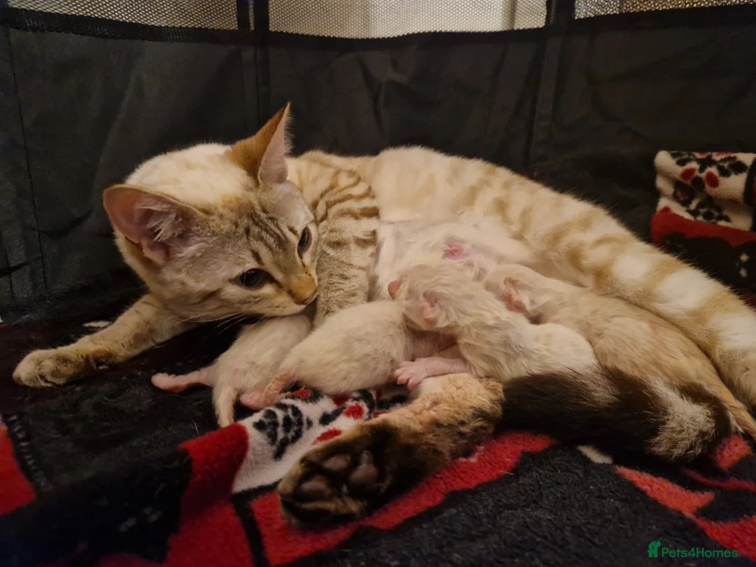 Bengal cats for sale: 🌟 Stunning seal lynx (snow) bengal kittens - Advert 2