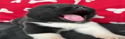 Akita dogs for sale: Quality KC registered American Akita Puppies - Advert 8