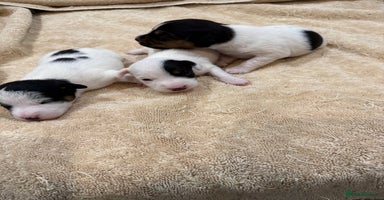 Jack Russell dogs - Advert 7