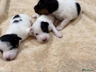 Jack Russell dogs - Advert 1