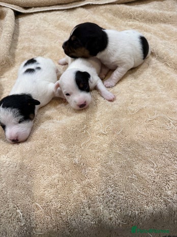 Jack Russell dogs - Advert 1
