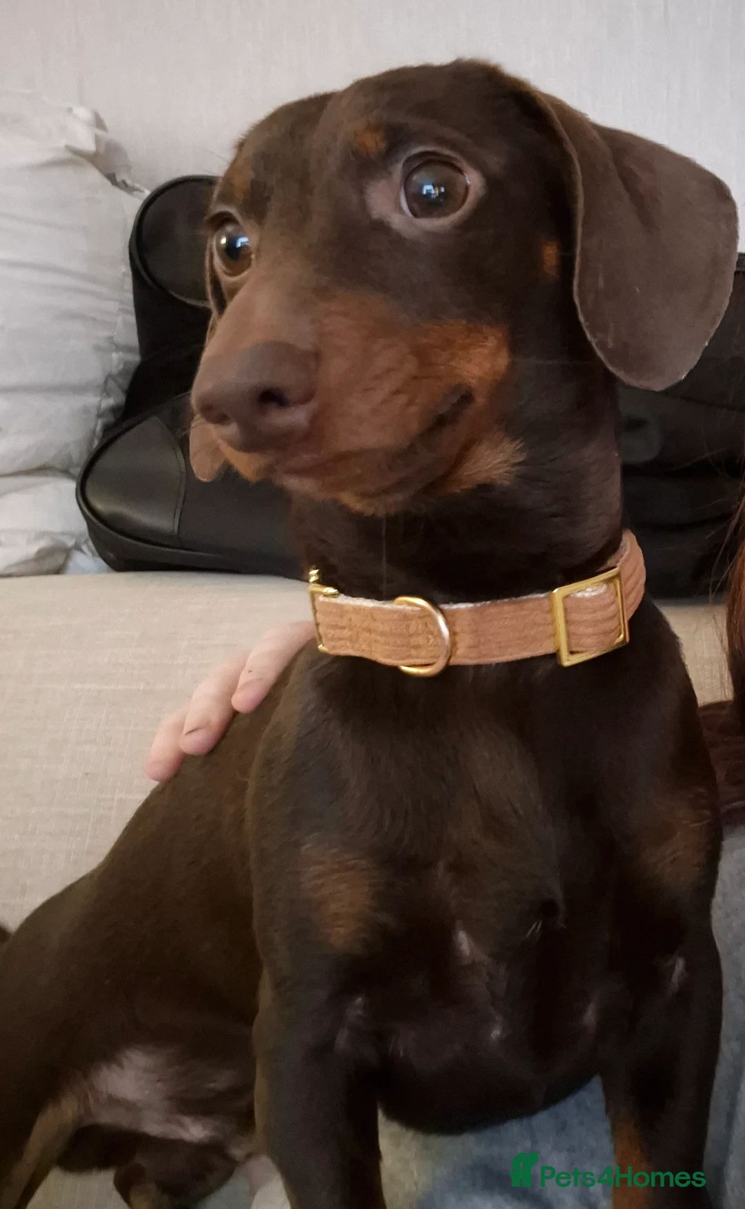 Miniature Dachshund dogs for stud: MINI DASCHUND FOR STUD - Advert 11