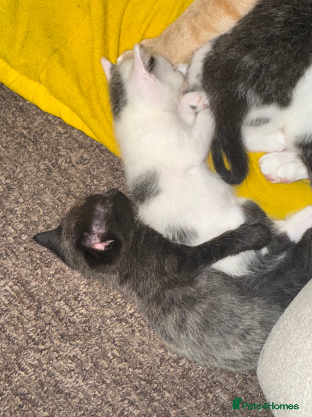 Domestic Shorthair cats for sale: 2 girl kittens - Image 4
