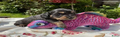 Miniature Dachshund Puppy 4