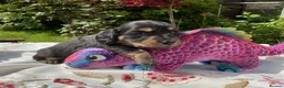 Miniature Dachshund dogs for sale: GORGEOUS KC reg PRA CLEAR MINI DACHSHUND PUPPIES in Swansea - Advert 34