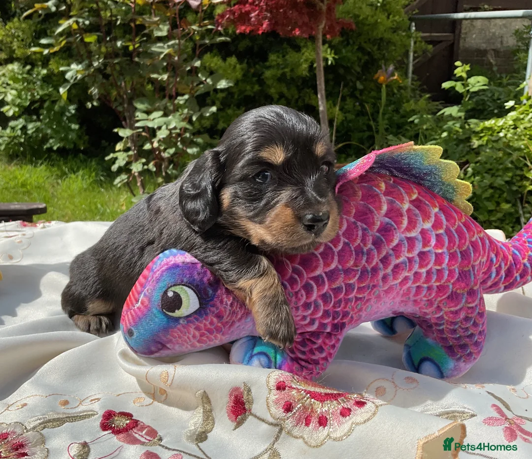 Miniature Dachshund dogs for sale: GORGEOUS KC reg PRA CLEAR MINI DACHSHUND PUPPIES - Advert 37