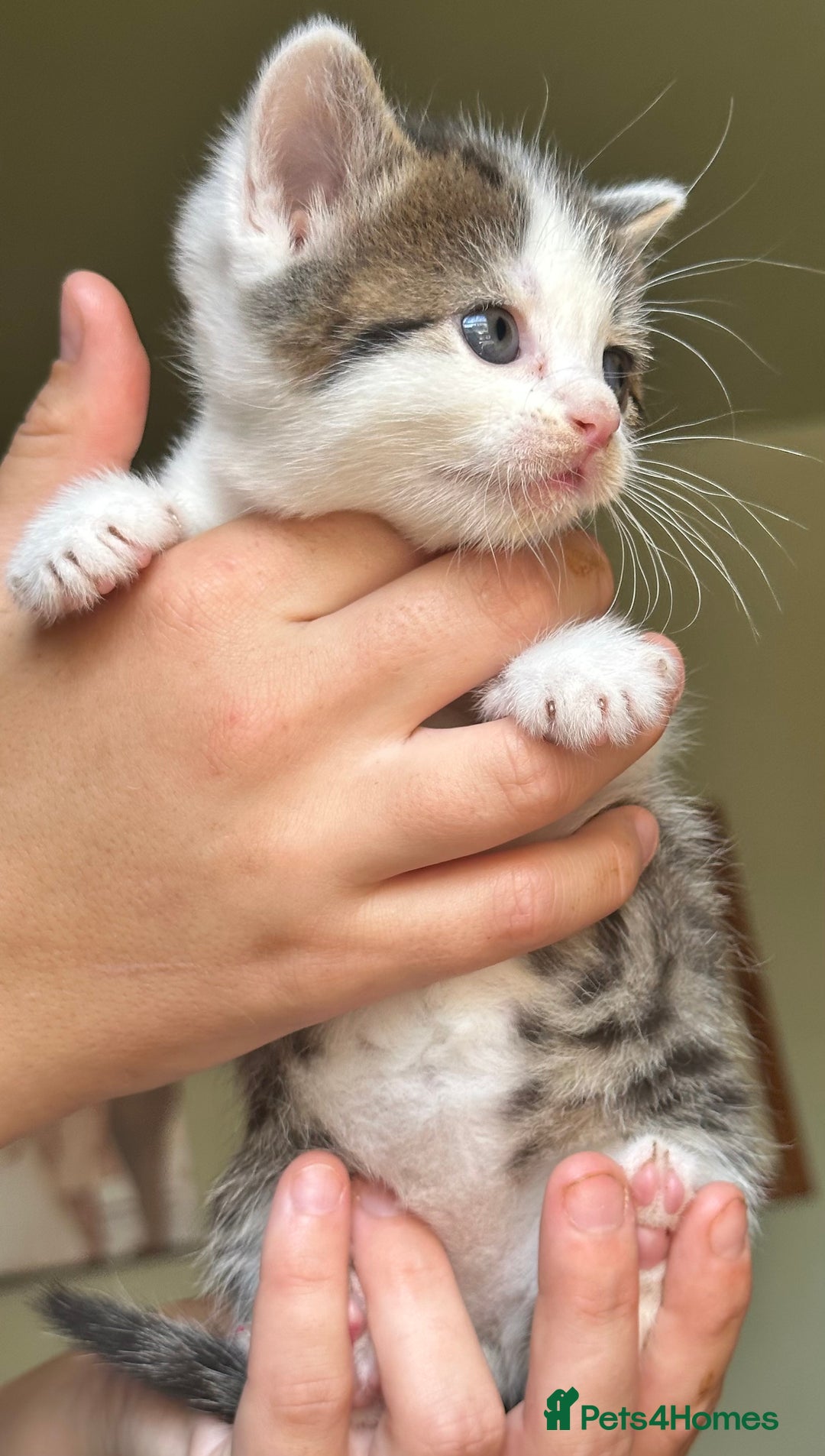 British Shorthair cats for sale: British blue short hair x ragdoll kittens - Image 8
