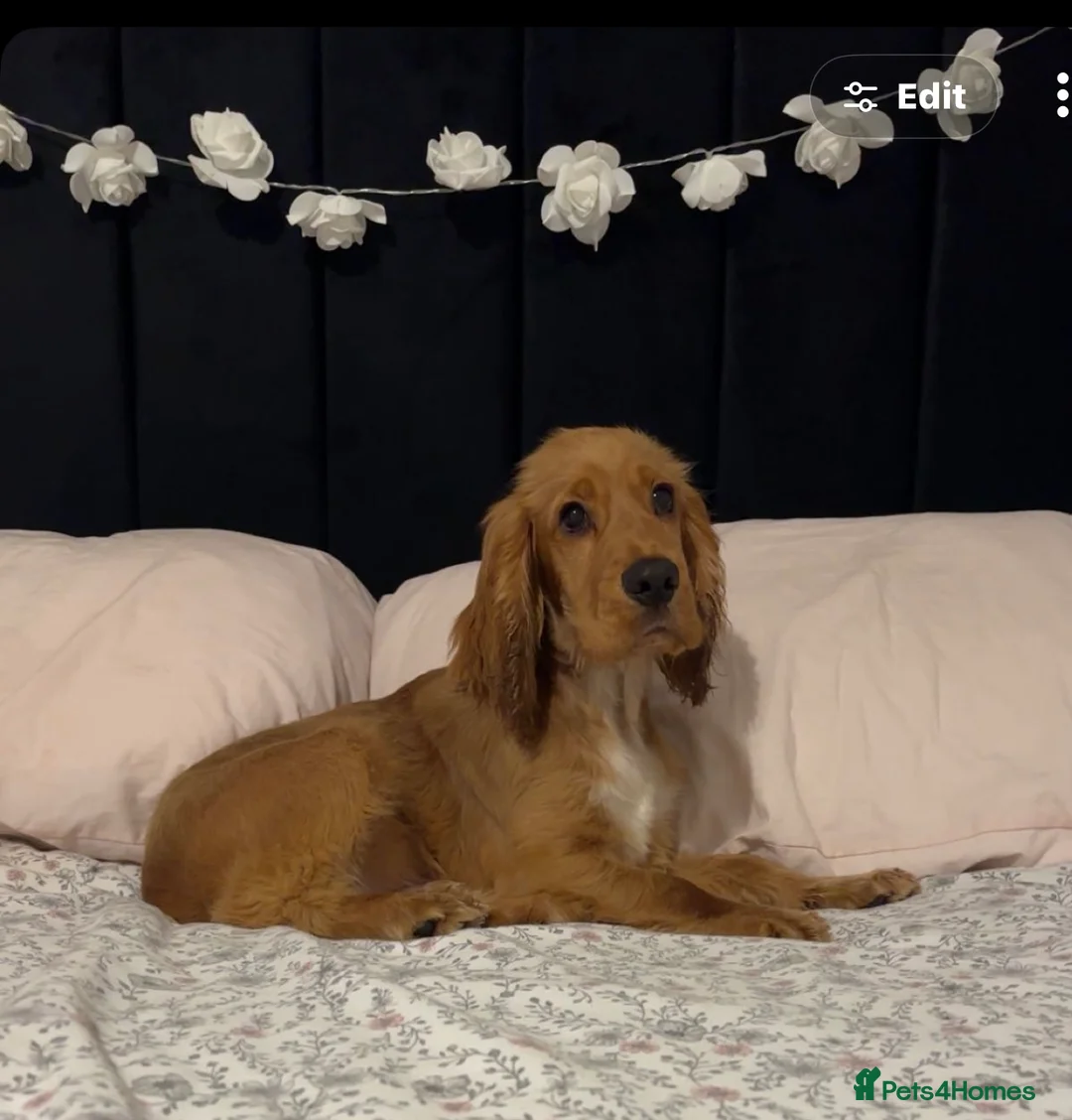 Cocker Spaniel dogs for sale: Cockerspanial in Llanelli - Advert 2