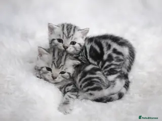 British Shorthair cats BSH silver tabby and chinchilla GCCF - Advert 4