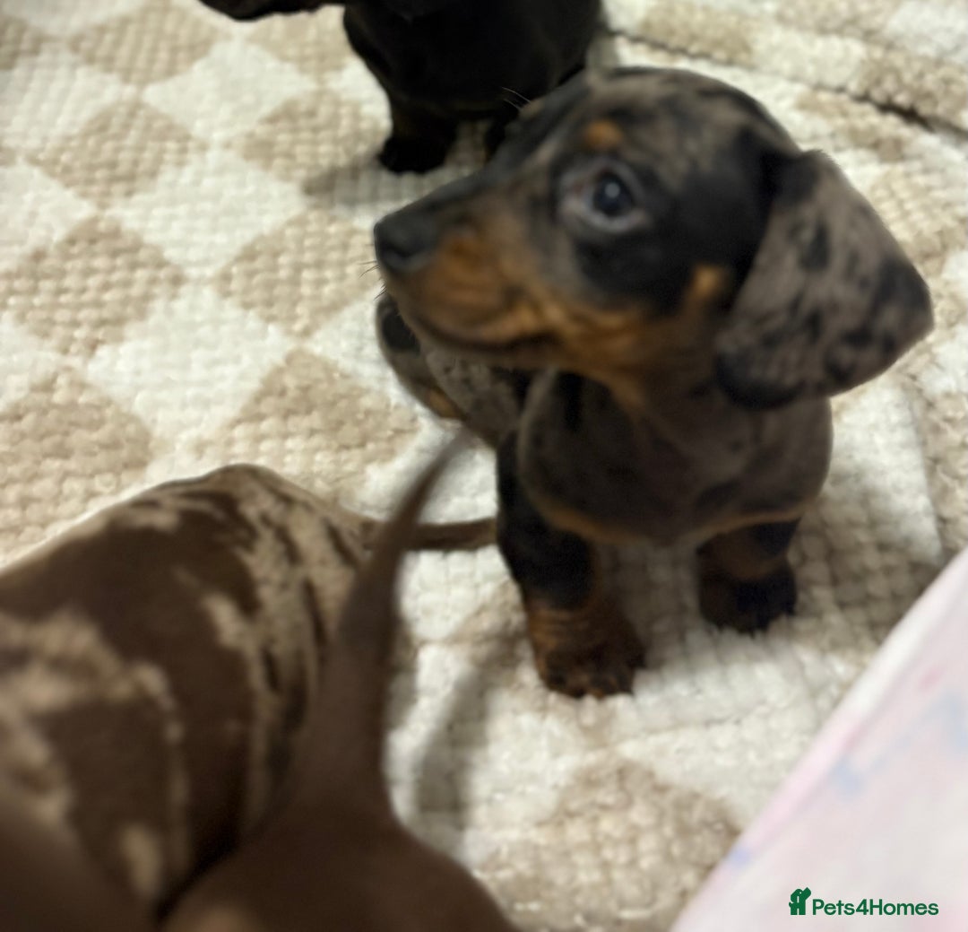 Miniature Dachshund dogs for sale: 3 Miniature dachshunds ⭐️1 GIRL, 2 BOYS⭐️ - Advert 2