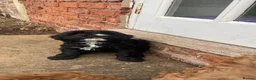 Cavapoo dogs for sale: Beautiful cavapoo puppies for sale   - Advert 7