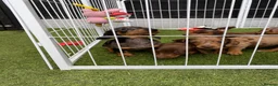 Miniature Dachshund dogs for sale: 6 beautiful miniature dachshund  in Wickford - Advert 21