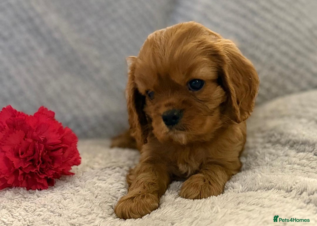 Cavalier King Charles Spaniel dogs for sale: KC REG, HEART, EYE AND DNA TESTED PARENTS - Image 11