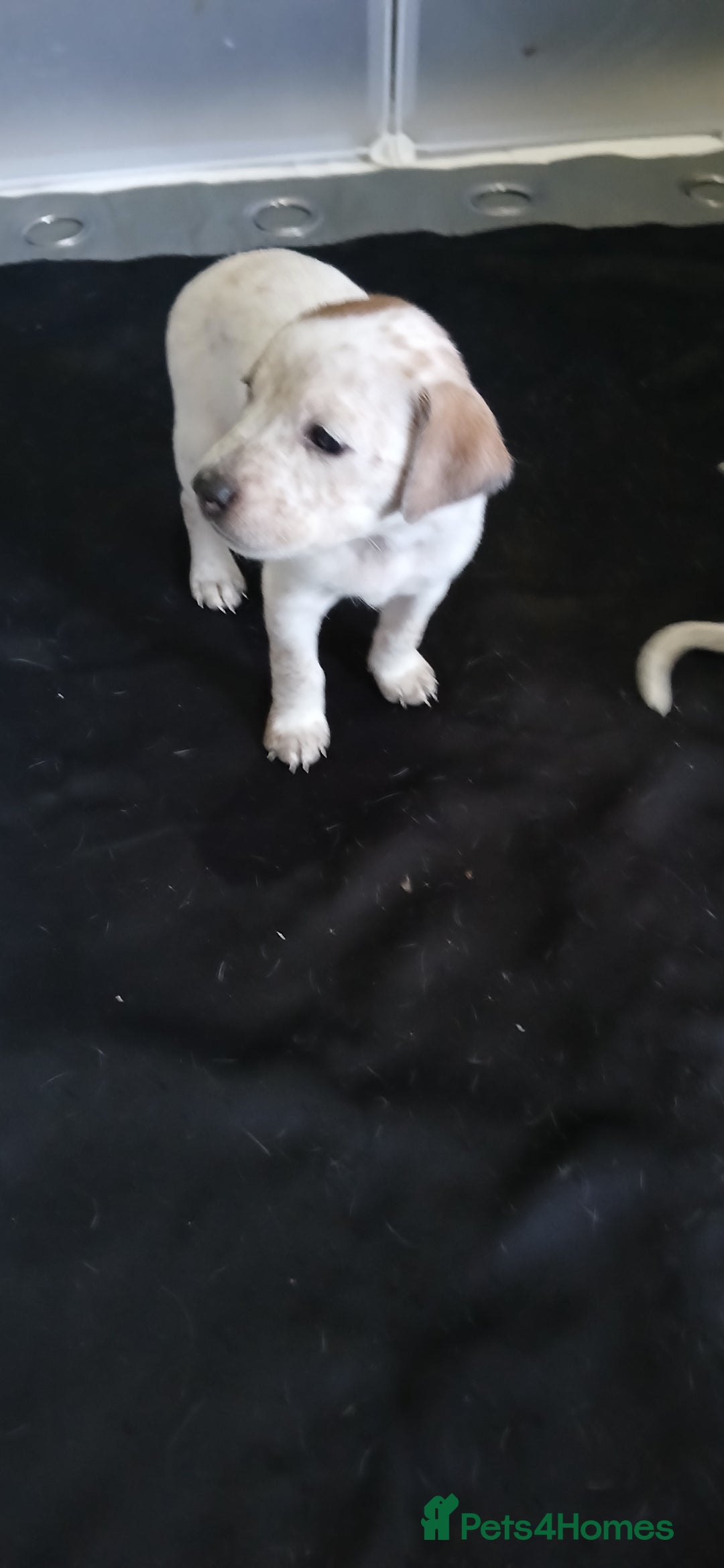 Mixed Breed dogs for sale: Beautiful puppies  - Image 18