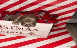 Chiweenie dogs for sale: Cheweenie - Image 16