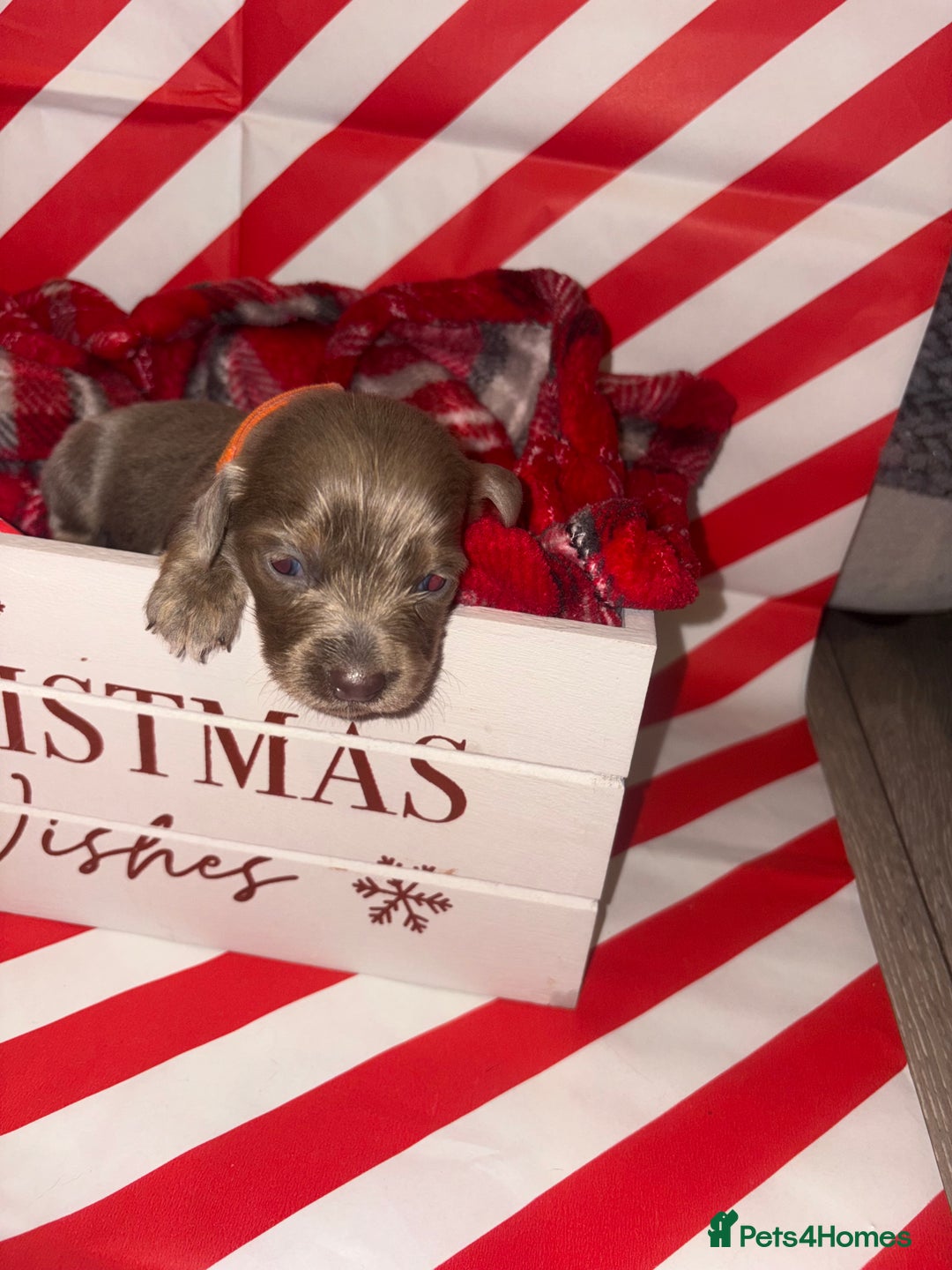 Chiweenie dogs for sale: Cheweenie - Image 16