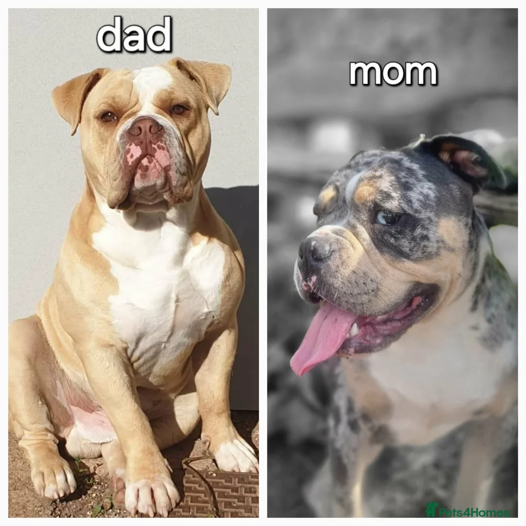 Olde English Bulldogge dogs for stud: Stud services .. - Advert 2