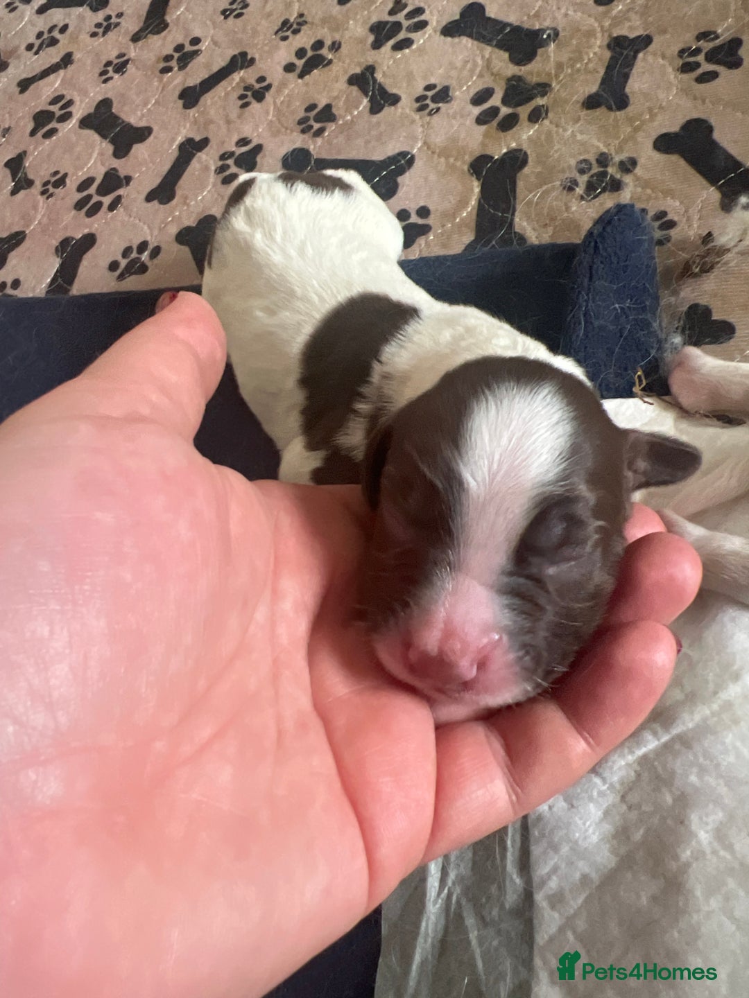 English Springer Spaniel dogs for sale: 6 gorgeous KC reg ESS puppies  - Image 19