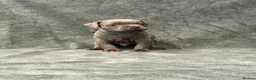 Staffordshire Bull Terrier dogs for sale: Blue Staffordshire Bull Terrier Puppies - Advert 17