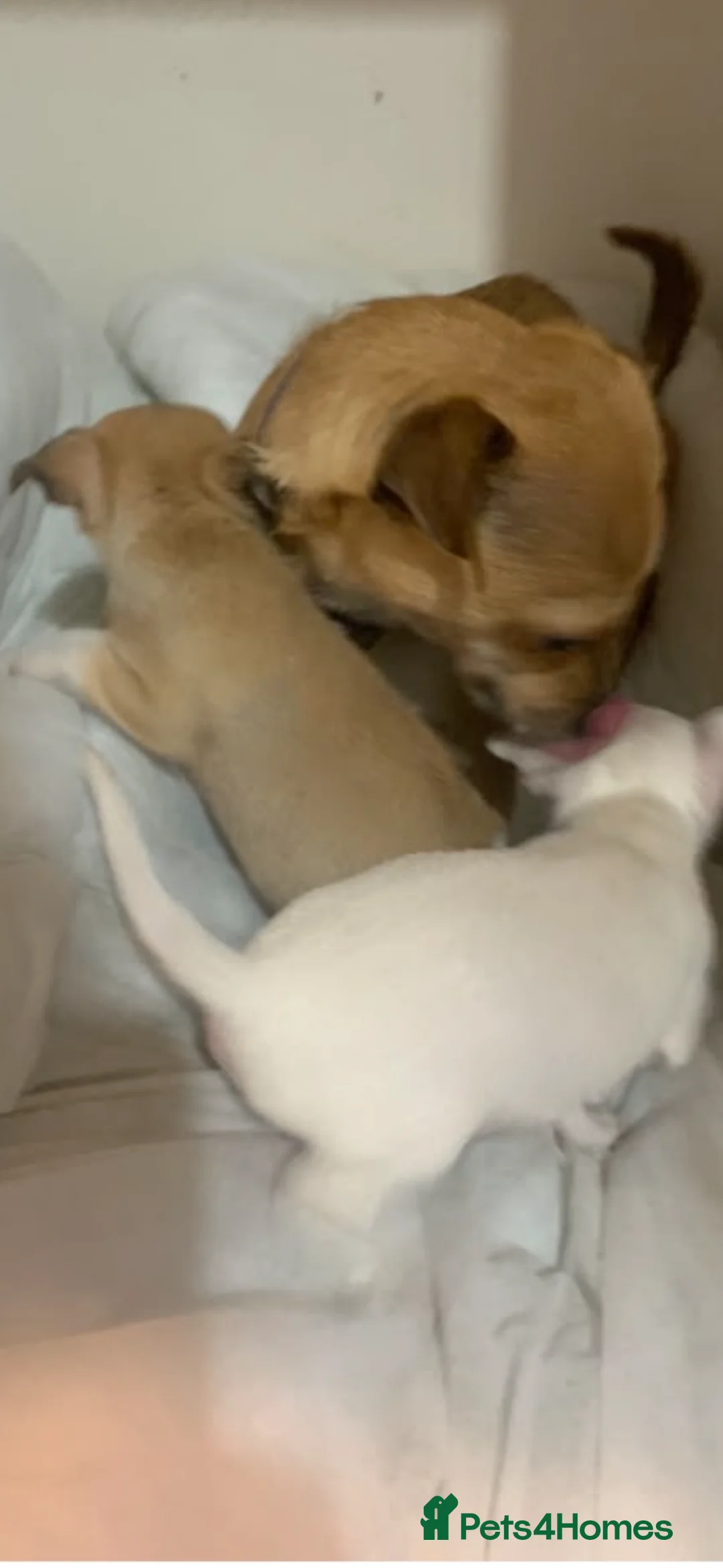 Jack Chi dogs for sale: 10 week old jack x chihuahua girl  in Crowborough - Advert 2