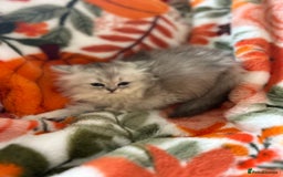 Scottish Fold cats for sale: Now Taking Reservations Scottish Straight  - Image 22