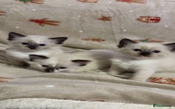 Ragdoll cats for sale: Beautiful Blue Mitted Ragdoll Kitten’s for Sale 🐾 - Image 1