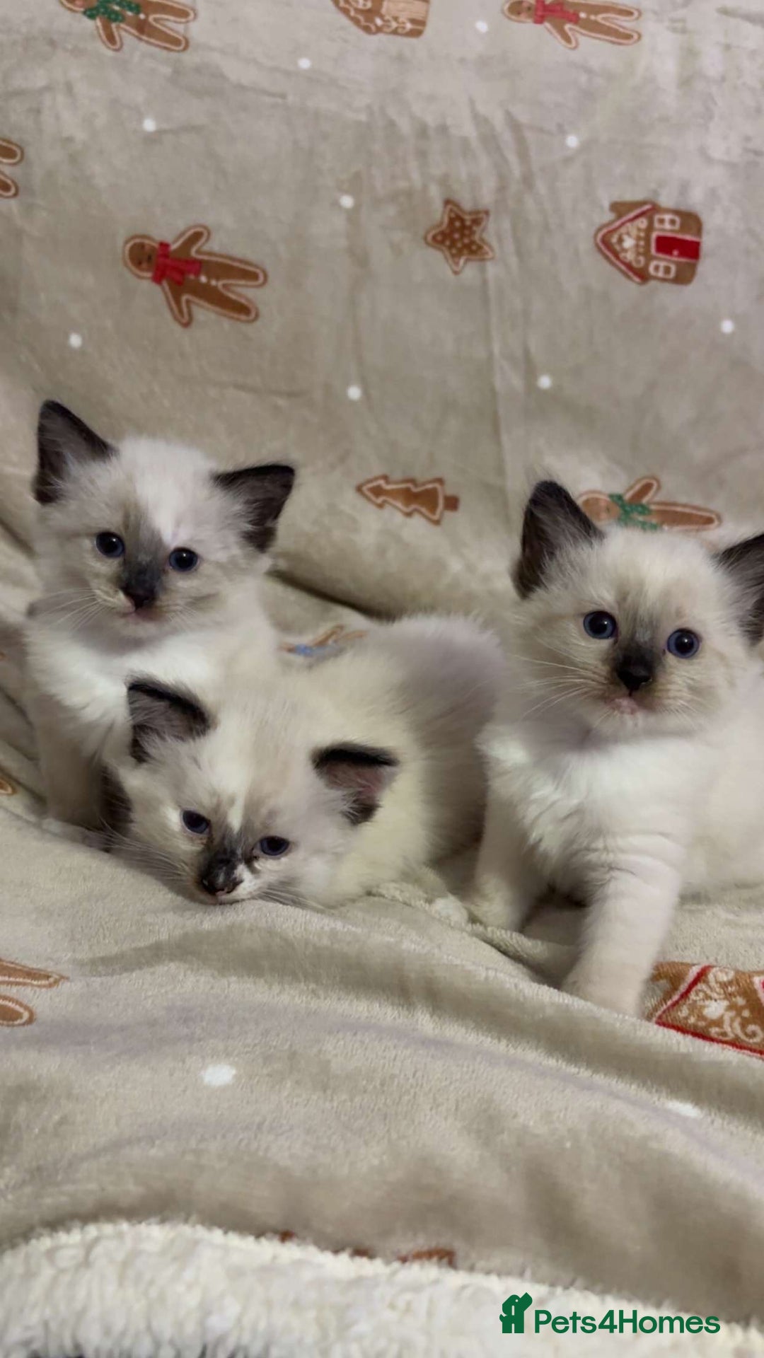 Ragdoll cats for sale: Beautiful Blue Mitted Ragdoll Kitten’s for Sale 🐾 - Image 1