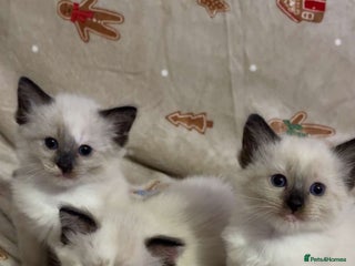 Ragdoll cats for sale - Advert 1