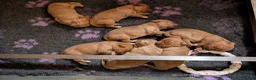 Golden Retriever dogs for sale: DNA hereditary clear puppies  - Advert 5