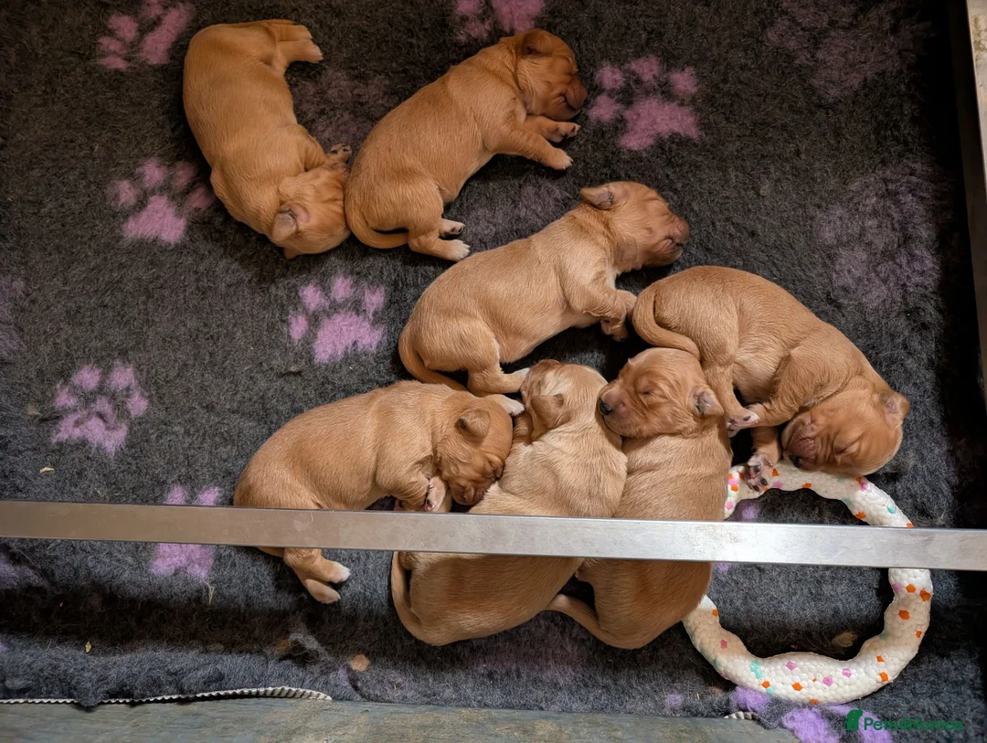 Golden Retriever dogs for sale: DNA hereditary clear puppies  - Advert 5