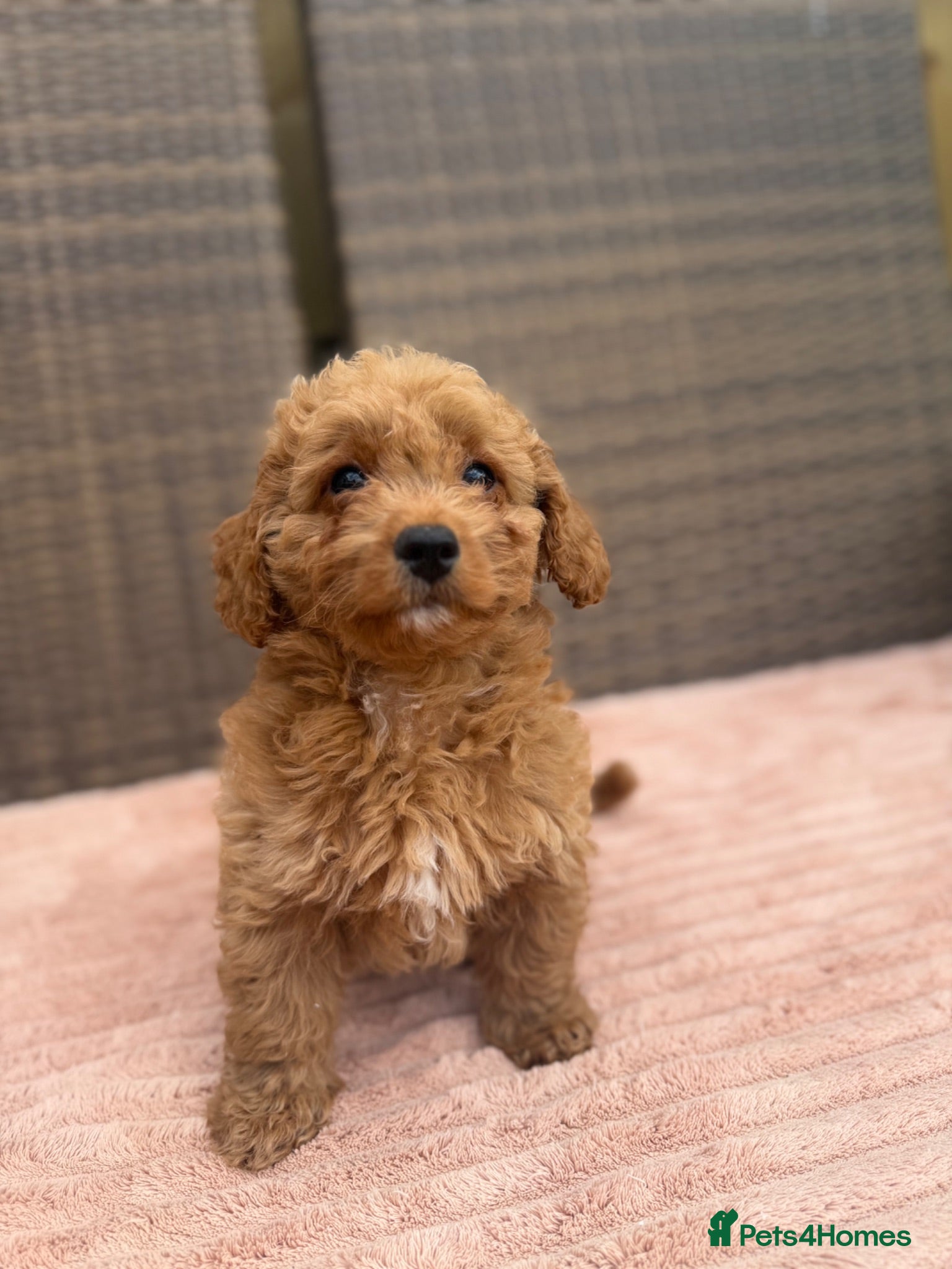 Cavapoochon dogs Cavapoochons girls only left 🥰 - Advert 1