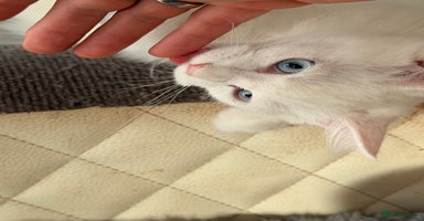 Mixed Breed cats - Advert 3
