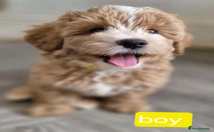 Maltipoo dogs - Advert 8