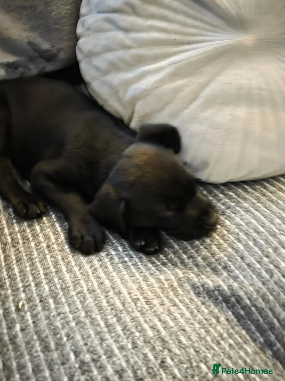 Labrador Retriever dogs for sale: Black labrador puppy - Advert 5