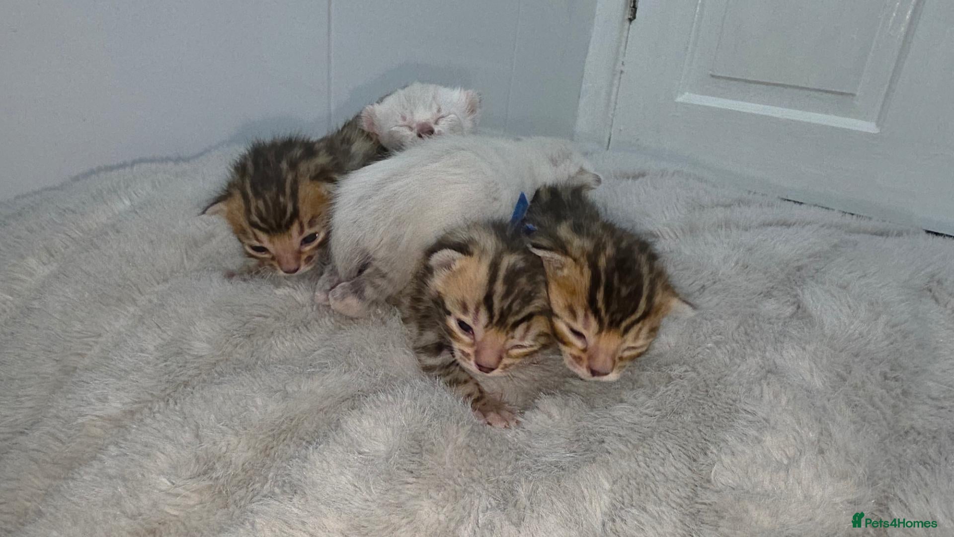 Bengal cats Home-raised TICA pedigree Bengal kittens - Advert 3