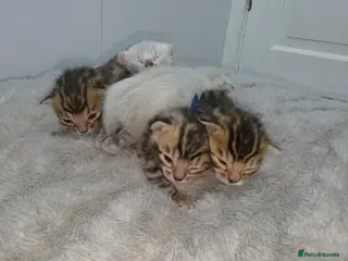 Bengal cats Home-raised TICA pedigree Bengal kittens - Advert 3