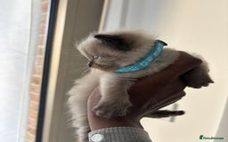 Ragdoll cats for sale:  Gorgeous fluffy chocolate ragdoll kittens🐾🥹 - Image 10
