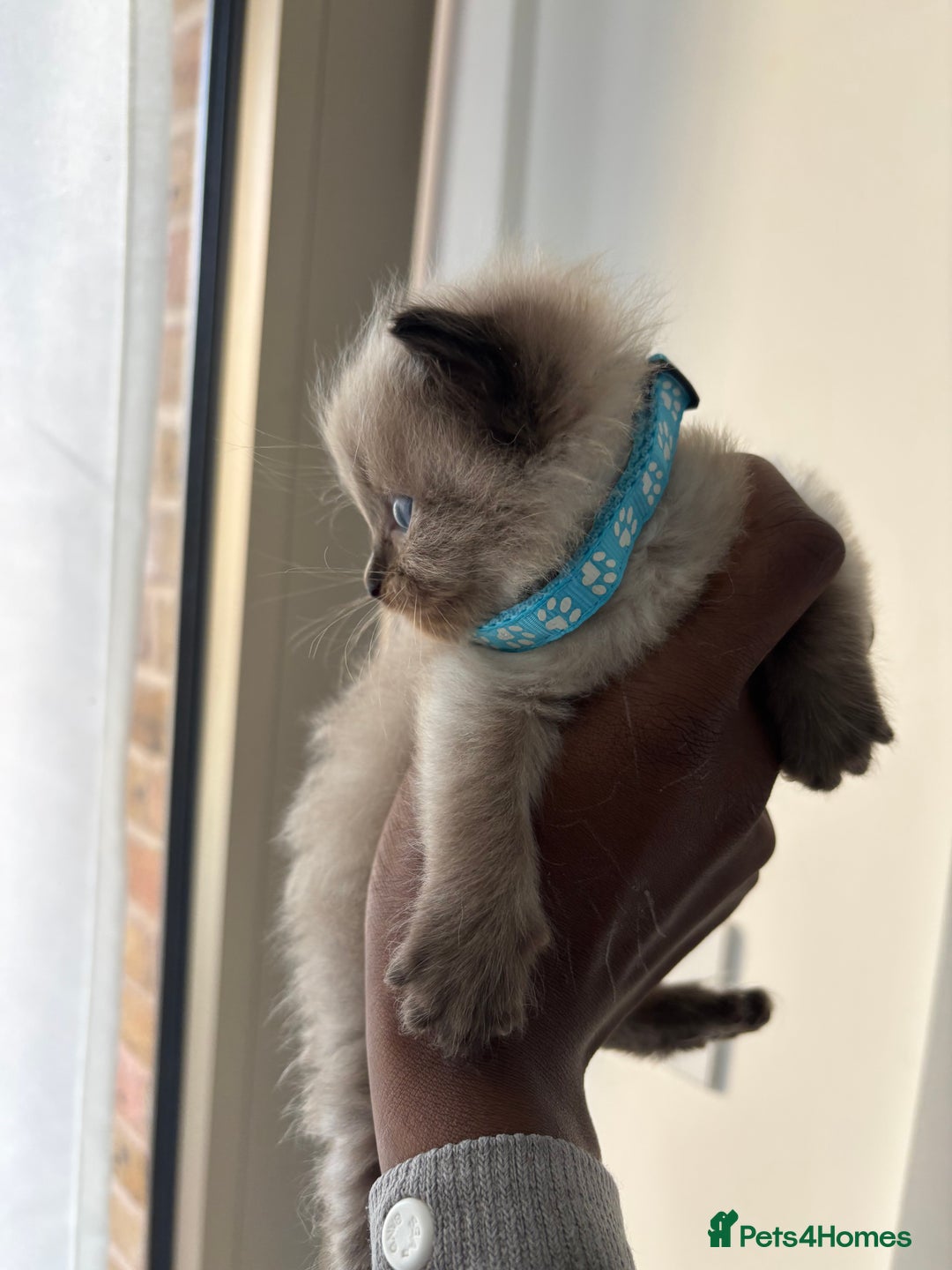 Ragdoll cats for sale:  Gorgeous fluffy chocolate ragdoll kittens🐾🥹 - Image 10