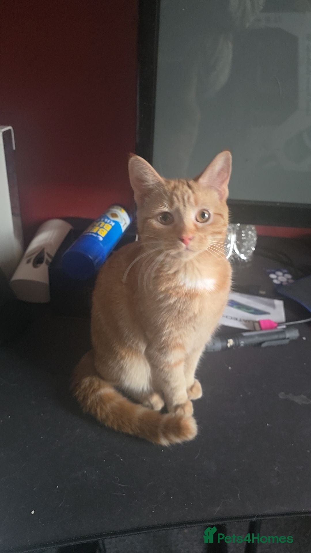 Mixed Breed cats Toffee - Advert 1