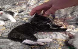 Mixed Breed cats for sale: Friendly kitten - Advert 10
