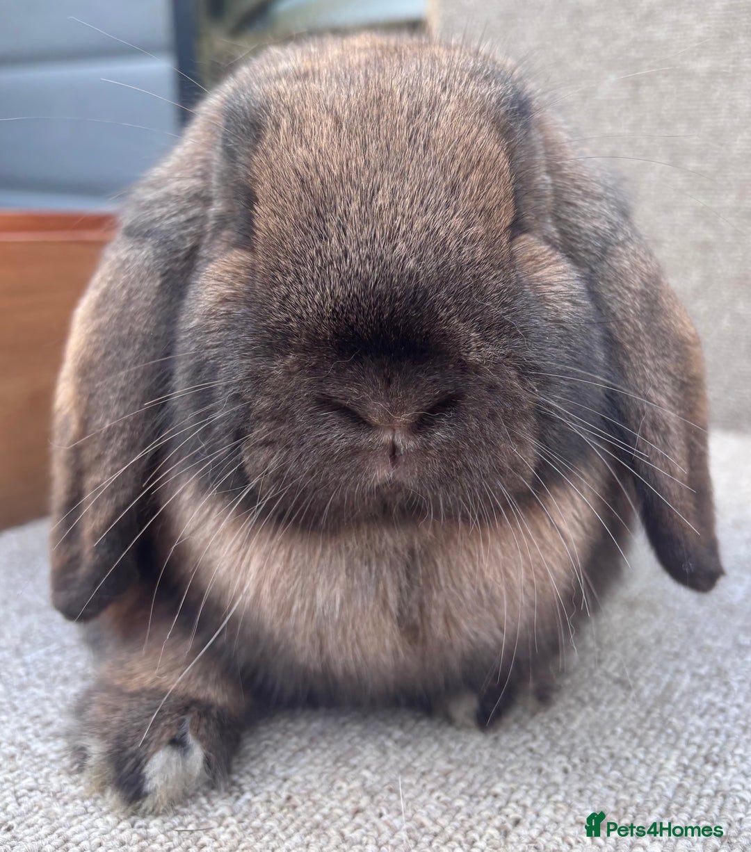 Dwarf Lop rabbits for sale: Dwarf Lop Youngsters  - Image 5