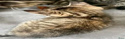 Bengal cats for sale: Soft Bengal X Kittens With Gold Glitter Gene - Advert 3
